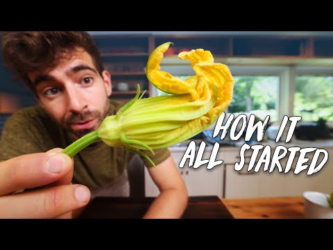 Video: Madlavning med squashblomster: Tips til høst af squashblomster