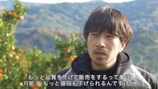 ［Rakuten DREAM］4代に渡り守り続ける八幡浜のみかん（愛媛フルーツビレッジくにやす）