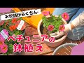 ペチュニアを鉢植えにしたよ｜ビューティカル[ENG SUB]