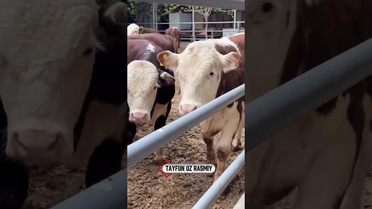 Qozog‘iston mol eksport qilish muddatini uzaytirdi