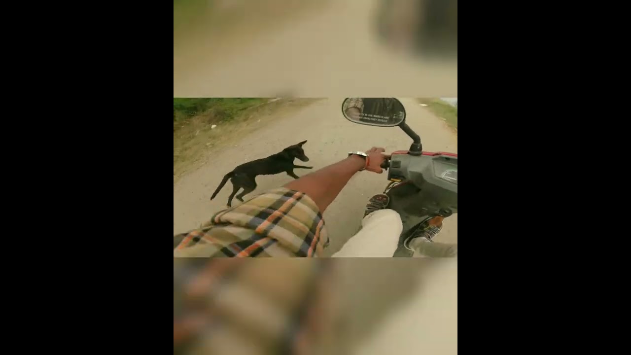 Great Escape From Dog Bite Funny Motovlog Tamil Shorts ITZ ME CAR DR Cardoctor Car Doctor