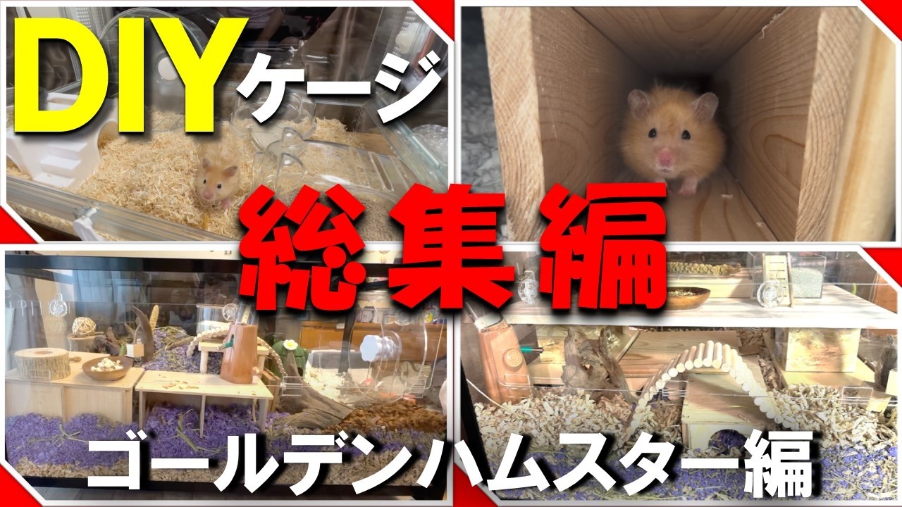 Highlights] Since adopting a long-haired golden hamster in May