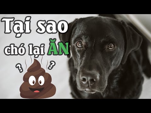 Video: Sức khỏe của chó: Chó có thể bị ốm khi ăn phân mèo?