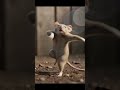 very beautiful dance of mouse