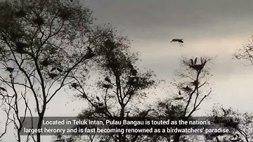 Bird Watching Pulau Bangau Teluk Intan, Perak