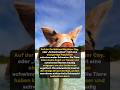 Die erstaunliche Schweineinsel #Fakten #Storys #Geschichten #News