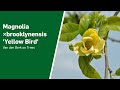 Magnolia brooklynensis yellow bird  van den berk on trees