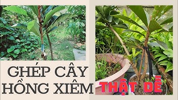 ghép cành hồng xiêm siêu to khổng lồ thật dễ #0915061058 #0347002751