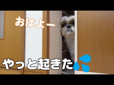 【検証】扉の反対側からバナナの匂いを送って起きるかやってみた。結果は、起きました！【シーズーVlog】