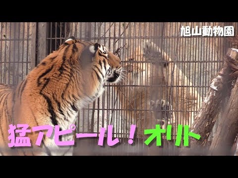 ライオンとアムールトラ オリトの猛アピール 旭山動物園 Lion Siberian Tiger Youtube