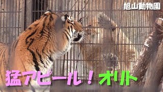 【ライオンとアムールトラ】オリトの猛アピール旭山動物園Lion & Siberian tiger