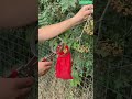 🍇✂️ Thorn-Safe Fruit Picker for Clean Harvesting