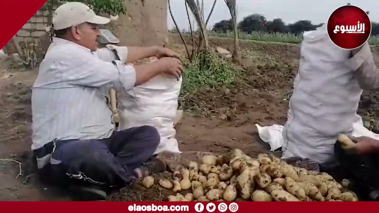 الكارا والاسبونتا وإنتاجية الفدان 20 طن.. انطلاق موسم حصاد البطاطس بالشرقية