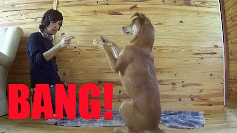 Como ensinar o cachorro se finge de morto?