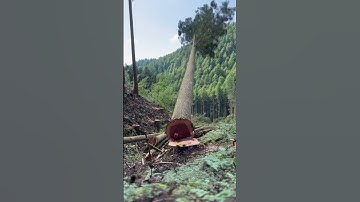 Dangerous Tree Removal Done Right 🚨🌳
