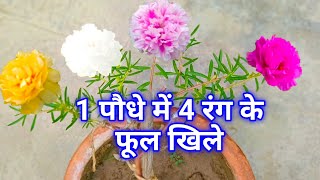 1 पोर्तुलका मे 4 रंग के फूल खिल गए | How to Get Multi Color Flowers on Single Portulaca Plant