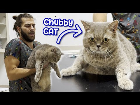 DİYETE GİREN TOMBİŞ KEDİ! ( TAM 7.2 KG! )