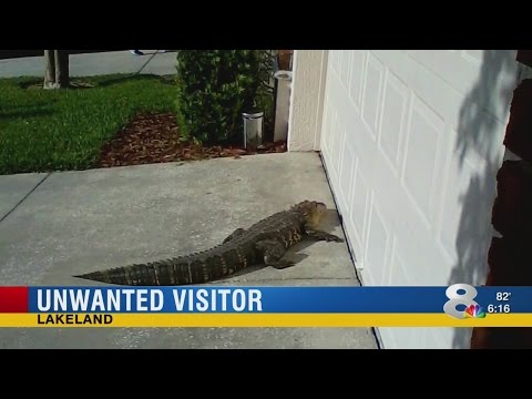 Alligator shows up
