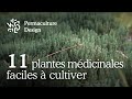 Liste de 11 plantes médicinales faciles à cultiver dans son jardin en permaculture.