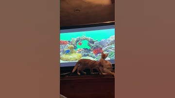 Cats Finding Nemo