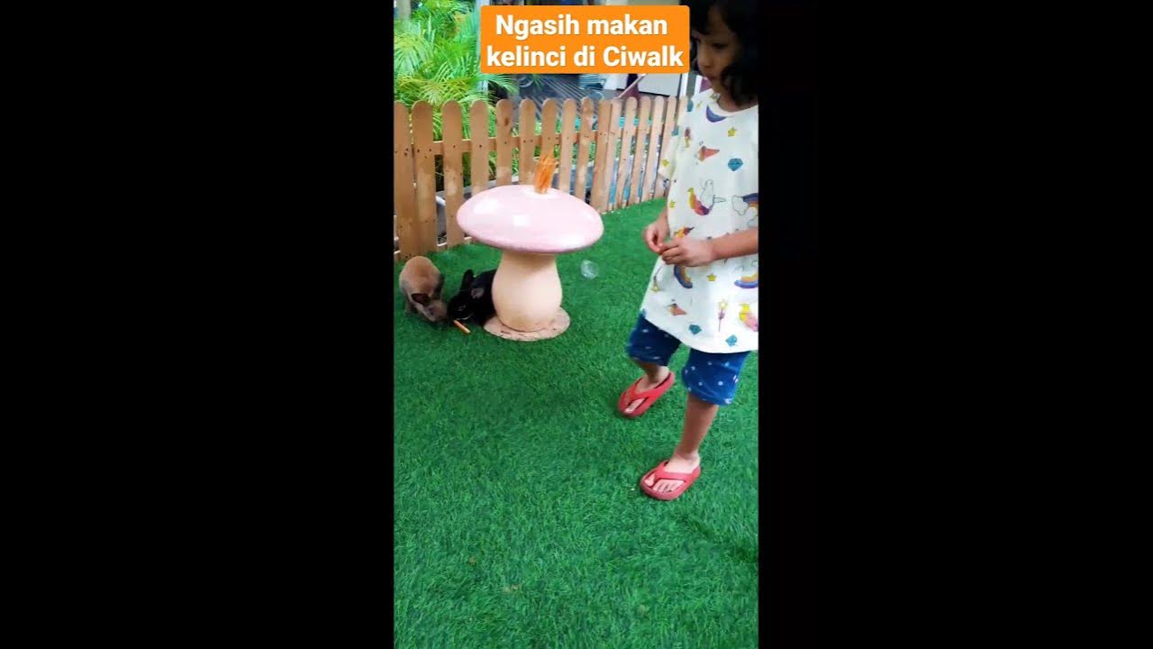 NGASIH MAKAN KELINCI DI CIWALK BANDUNG 