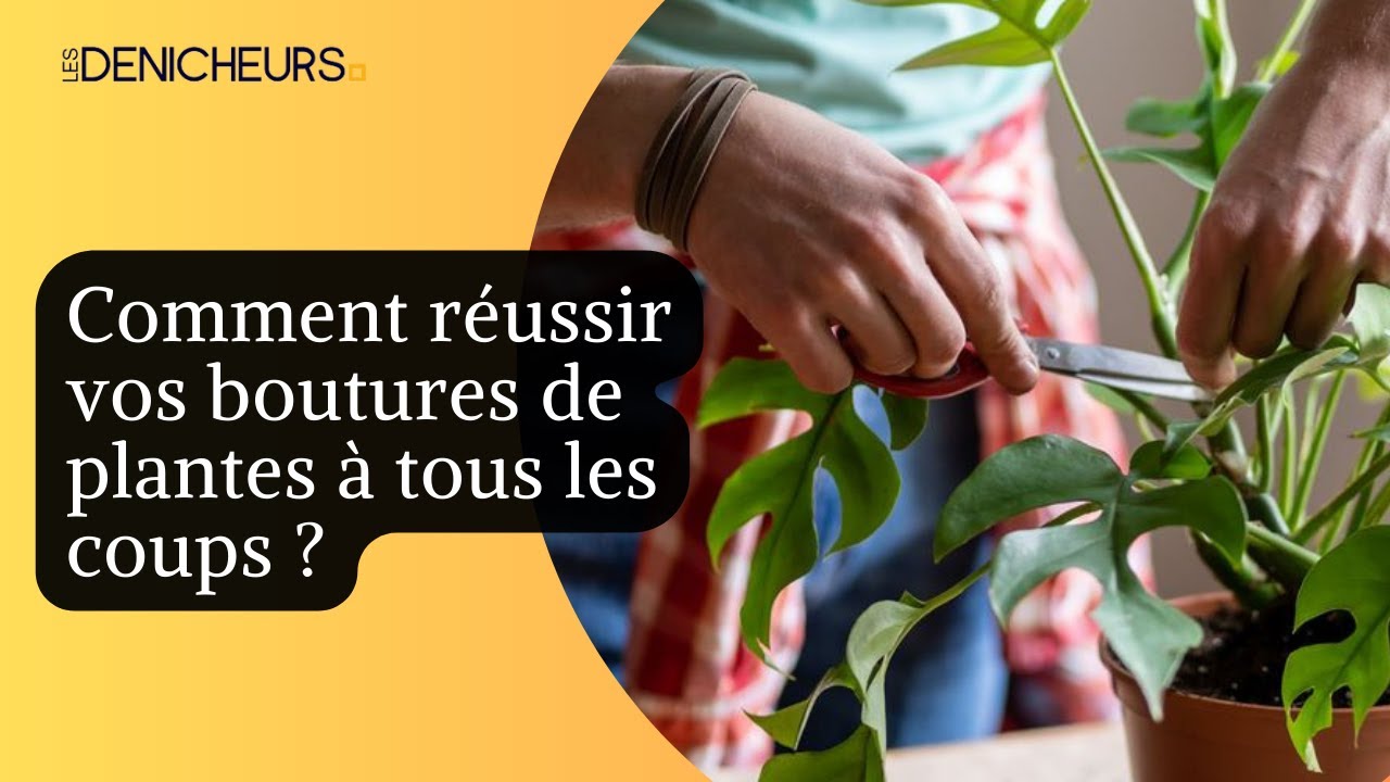 Faire pousser ses plantes gratos : apprends à transformer un petit bout de  tige en méga plante : Amélie Nello - 2019462133 - Livres Jardin - Nature