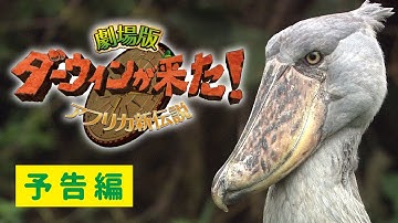 映画『劇場版 ダーウィンが来た！ アフリカ新伝説』予告
