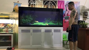 Hồ cá rồng lắp đặt tại nhà anh Tuấn Long Thành - Đồng Nai
