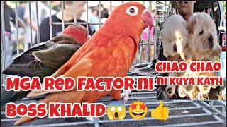 #Bocaue petmarket#Mga Red factor ni boss Khalid  wow sa Ganda#chao chao ni kuya kath