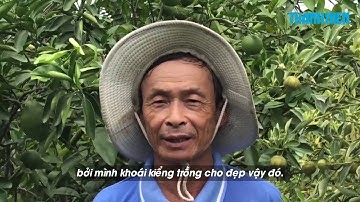 Ngắm vườn tắc cẩm thạch độc, lạ của lão nông miền Tây