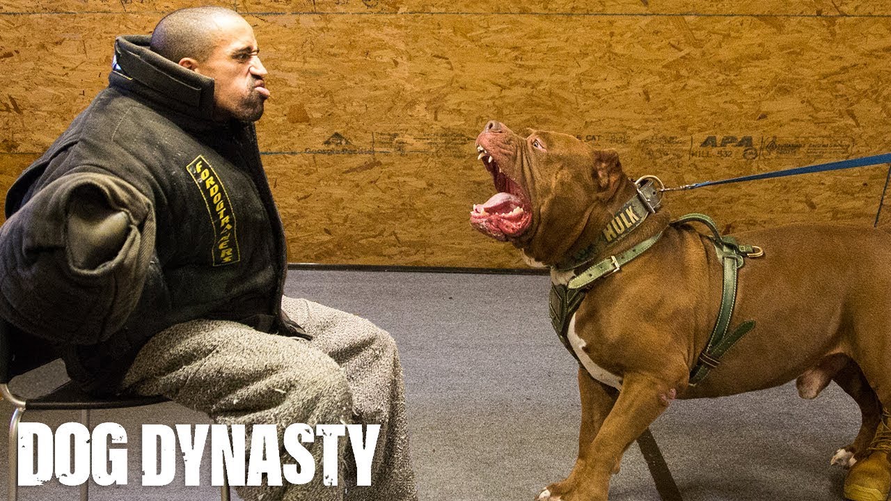 Getting Smashed By Hulk - The World's Biggest Pitbull | DOG DYNASTY