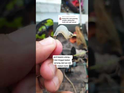 Video: Adakah udang galah berbau hanyir?