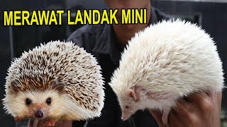 MERAWAT LANDAK MINI UNTUK PEMULA