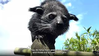 Happy World Binturong Day!