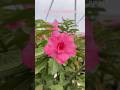 🌸#flowers #adeniumflowerplants #garden #garden #adeniumplant #floweringplant #desertflower