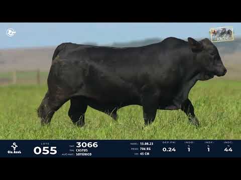 LOTE 55   TAT 3066 M Brangus destaque