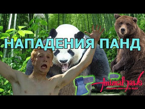 Giant panda attacks on humans