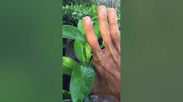 Cty cây giống tấn tài:ĐT 0983198739,bưởi ruby thailan.