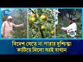 যেতে হলো না আর বিদেশে, দুটি চারা থেকে এখন দুই বাগানের মালিক | Fruit Farming | Agriculture | Rtv News