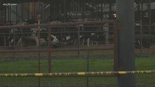 Man's body found near Sacramento County dairy farm, sheriff confirms