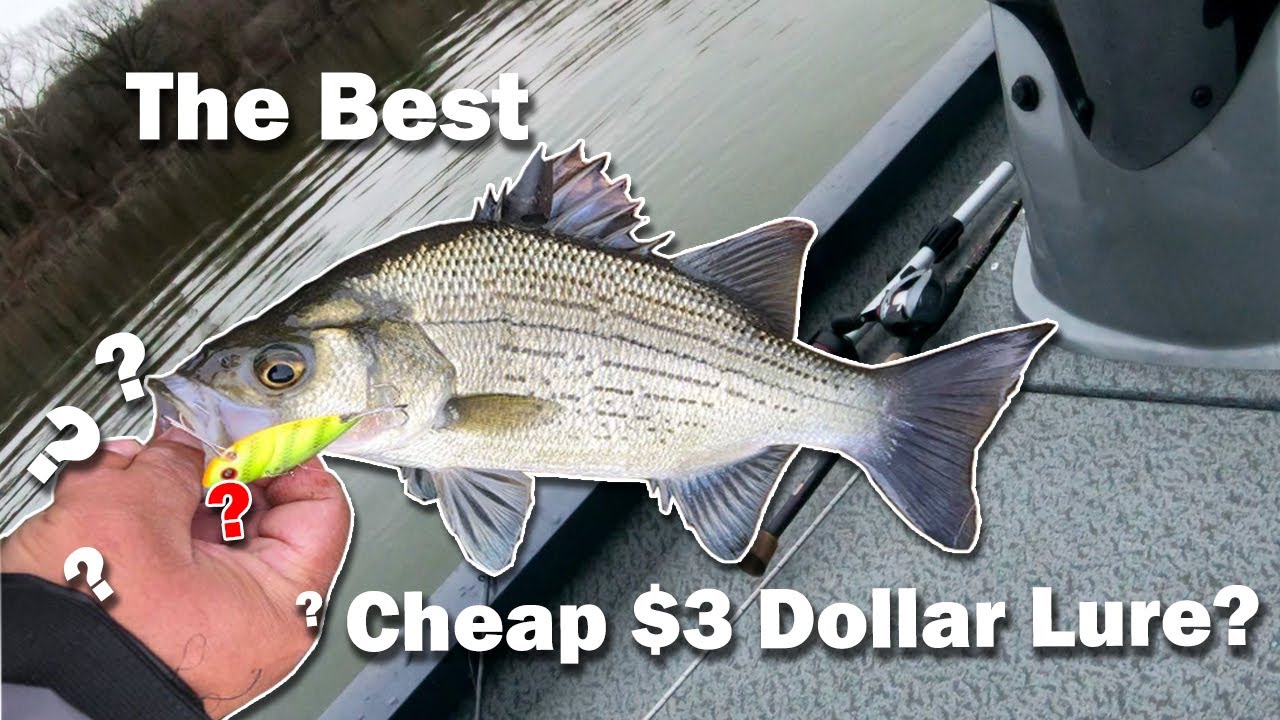 The BEST $3 lure Works Every Time on Striper Hybrids and White Bass 2021 |  OOW Outdoors