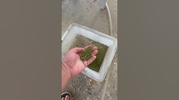 Color sorter selects impurities from mung beans #machine #sortingmachine  #ricecolorsortermachine