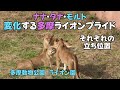 ライオン園 ナナ・タナ・モルト 変化する多摩ライオンプライド それぞれの立ち位置 多摩動物公園 Changing Tama Lion Pride -English Subtitles- Tamazoo