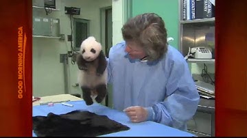 Baby Panda Makes His Public Debut