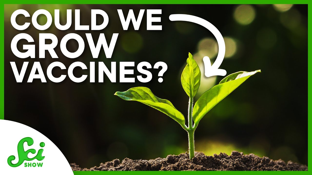 How scientists are using plants to create vaccines