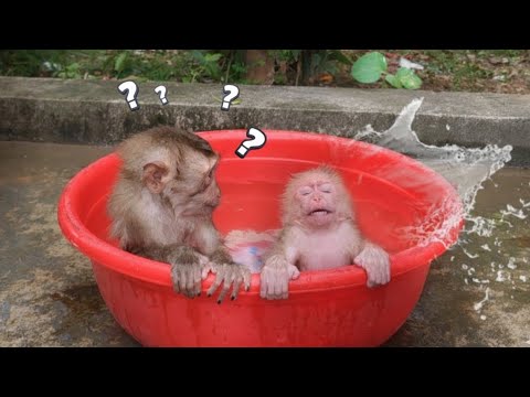 Lambo And Bi Enjoy Mom S Herbal Bath 