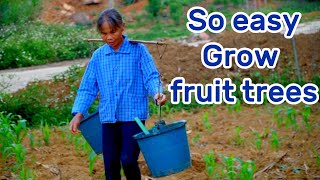 Old village lady grows fruit trees, here is the paradise of fruits!