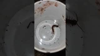 Real Ant Battle for Survival | Amazing Insect Fight 🐜 #Nature #Shorts