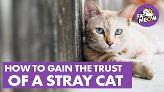 Tips To Gain The Trust Of A Stray Cat