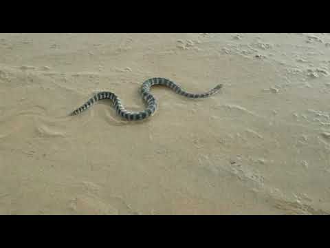 Sea snake Benaulim Goa